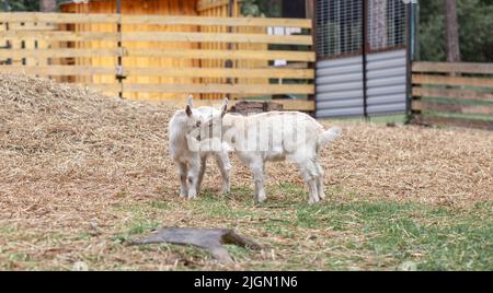 Deux petites chèvres blanches jouent les unes avec les autres à la ferme. Élevage de chèvres et de moutons. Entretien ménager. Mignon avec drôle. Banque D'Images