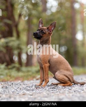 Un beau petit chien de terrier en peluche à l'extérieur, le jour ensoleillé de l'été. Chiot marchant et jouant dans la nature Banque D'Images