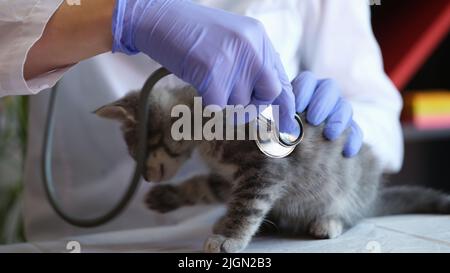 Femme vétérinaire examinant petit chaton avec stéthoscope médical Banque D'Images