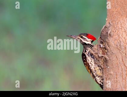 oiseau, nature, pic, forêt, arbre, faune, sauvage, animal, bec, perching, rouge, indien, inde, photographie, gros plan, plumes, observation des oiseaux, blac Banque D'Images