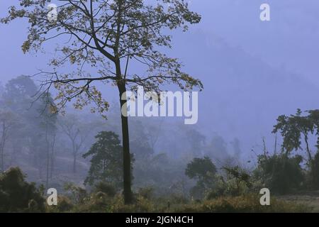 la brume et le brouillard couvraient la forêt de terai-dooars sur les contreforts de l'himalaya dans l'ouest du bengale, inde Banque D'Images