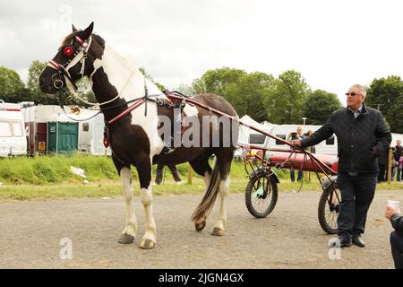 Un homme debout avec un cheval coloré tirant un piège. Appleby Horse Fair, Appleby à Westmorland, Cumbria Banque D'Images