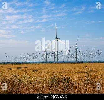 Troupeau d'oiseaux volant sous les éoliennes du parc éolien Little Cheyne court sur le marais Romney, à la frontière est de Sussex, dans le Kent, au sud-est de l'Angleterre Banque D'Images