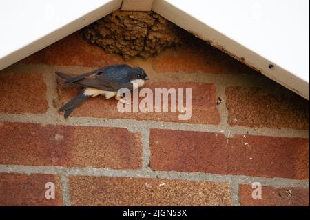 Maison Martin Delichon urbicum accrochée à un mur de briques à l'extérieur de son nid dans le nord de norfolk, Royaume-Uni Banque D'Images