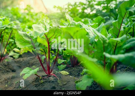 Les jeunes betteraves poussent dans le sol du lit de jardin Banque D'Images