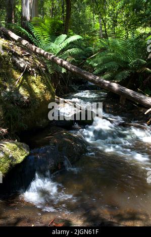 La rivière Toorongo est une rivière sauvage de montagne qui traverse les forêts et traverse des cascades, près de Noojee dans le Gippsland, Victoria, Australie. Banque D'Images