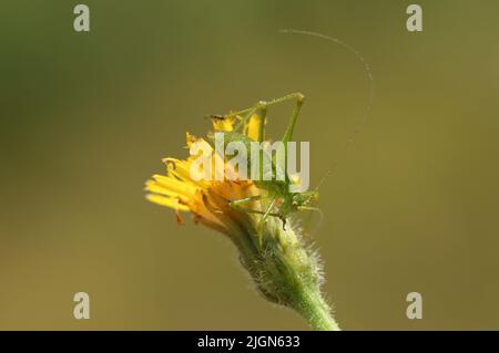 Une rare nymphe de Bush-cricket à faucille, Phaneroptera falcata, reposant sur une fleur sauvage sur une pente de craie orientée sud. Banque D'Images