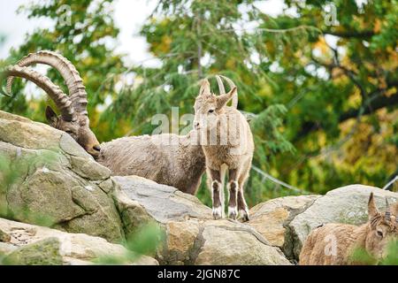 Bébé Ibex sur un rocher dans la nature. Petite corne en mammifère. Ongulés grimpant au-dessus des montagnes. Photo d'animal Banque D'Images