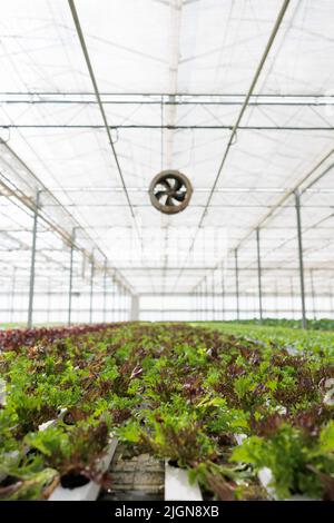 Aucune personne en grande serre avec système hydroponique cultivent différentes laitues vertes organiques sans pesticides. Personne dans la ferme végétale de la maison de hothouse avec des plantes cultivées. Concept d'agriculture. Banque D'Images