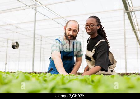 Accent sélectif sur les divers travailleurs de la serre qui vérifient le taux de croissance de la laitue biologique qui inspectent les feuilles qui contrôlent la qualité. Les gens cultivant des légumes bio dans un environnement hydroponique. Banque D'Images