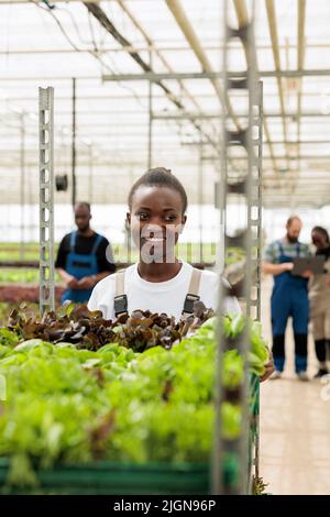 Souriant afro-américain travaillant dans des serres en train de pousser des caisses avec de la laitue de sources durables localement cultivées. Portrait d'une femme préparant la livraison de légumes biologiques pour le magasin local. Banque D'Images