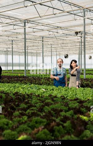 Homme et femme cultivant de la salade dans un environnement hydroponique pointant vers une autre rangée de laitue et de légumes bio-verts. Couple caucasien fatigué travaillant en serre chaude avec différentes cultures. Banque D'Images