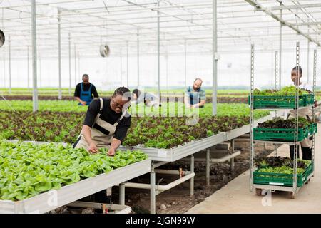 Femme afro-américaine cultivant de la laitue biologique en vérifiant les ravageurs dans l'environnement hydroponique alors que les travailleurs préparent des caisses pour la livraison. Travailleur de serre regardant la récolte faisant le contrôle de la qualité. Banque D'Images