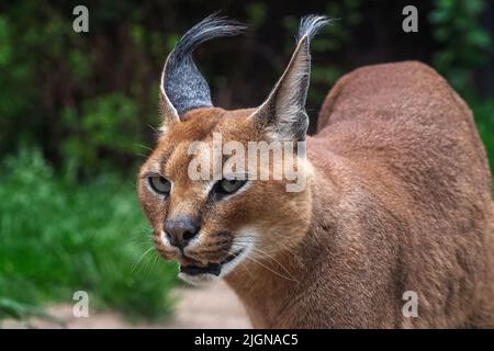 Les chats du désert Portrait Caracal (Caracal caracal), ou lynx d'Afrique avec de longues oreilles touffetée Banque D'Images