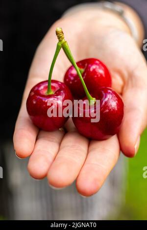 Trois cerises de Nouvelle-Zélande dans la main féminine Banque D'Images