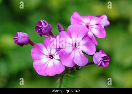 gros plan de jolies fleurs de phlox paniculata violet-blanc et quelques bourgeons d'ouverture sur un fond vert flou Banque D'Images