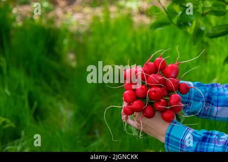Le fermier tient des légumes fraîchement cueillis dans ses mains. Foyer sélectif Banque D'Images