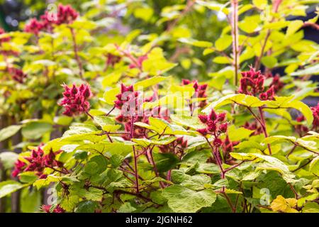 Baie de vin japonaise Rubus phoenicolasius croissant dans le jardin Banque D'Images