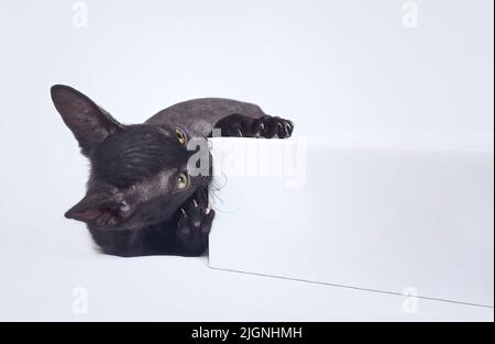 Chaton noir espiègle de la race Rex cornoueux. Prenez des photos sur fond blanc Banque D'Images