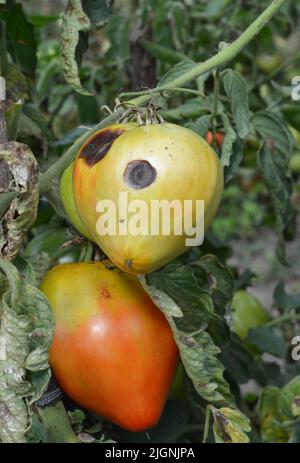 Le champignon la pourriture rouge de la tomate causée par le pathogène Phytophthora parasitica a gravement affecté une plante de tomate. Gros plan sur la maladie de la tomate. Banque D'Images