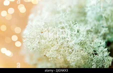 Close up of moss lichen des rennes Banque D'Images