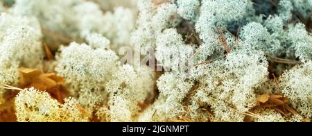 Close up of moss lichen des rennes Banque D'Images