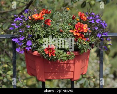 Balcon Plant Container, pays de Galles Banque D'Images