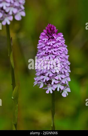 Orchidée pyramidale (anacamtis pyramidalis), pays de Galles Banque D'Images