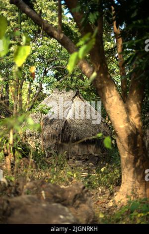 Une hutte au toit de chaume au milieu de la forêt au pied du mont Uyelewun dans l'île de Lembata, Lembata, Nusa Tenggara est, Indonésie. Banque D'Images