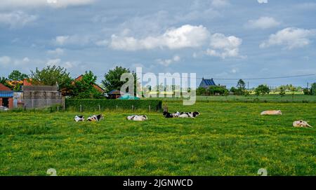 Prairie avec vaches et buttercups en Flandre Occidentale, Belgique Banque D'Images
