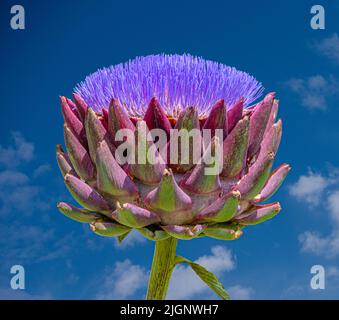 Artichaut, Cynara cardunculus. Une tête pleine fleur et une ouverture. Les fleurs sont de minuscules fils violets entourés de calices violets verts raides. Banque D'Images