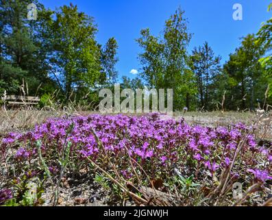 12 juillet 2022, Brandenburg, Lieberose : floraison précoce du thym dans la lande de Lieberos de la Fondation des paysages naturels de Brandebourg 'The Wilderness Foundation'. La Heath de Lieberos est une attraction plus riche. Maintenant, les visiteurs peuvent également visiter un sentier d'étoiles ici. En raison de la faible pollution lumineuse des endroits environnants, on peut observer beaucoup plus d'étoiles, en particulier les nuits claires, que dans les environs de grandes villes. La fondation possède et prend en charge 3 150 hectares de terres à Lieberoser Heide, qui fait partie de l'ancienne zone d'entraînement militaire la plus importante de l'Allemagne de l'est. La région abrite un grand Banque D'Images