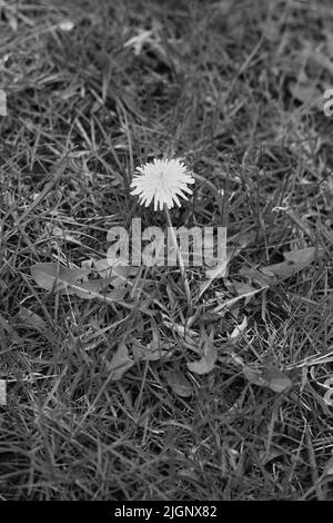 Une seule pissenlit de fleurs sauvages poussant dans l'herbe en noir et blanc. Banque D'Images