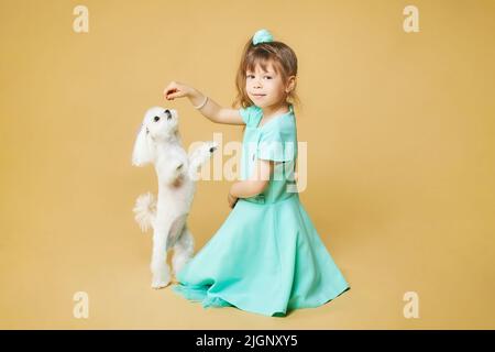 Une petite fille est assise sur le sol et tient un appât dans sa main, devant elle se tient un chien maltais sur ses pattes arrière . séance photo dans le studio sur un Banque D'Images