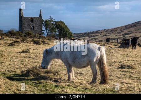 Un poney de Bodmin emblématique qui boit sur le Craddock Moor sur le robuste Bodmin Moor à Cornwall au Royaume-Uni. Banque D'Images