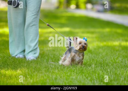 terrier du yorkshire sur une promenade. un chien sur une laisse traverse l'herbe verte. Banque D'Images