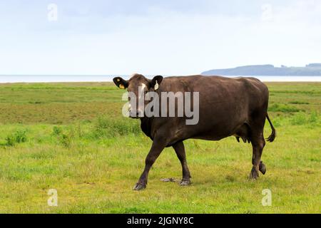 Une seule vache brune marchant et regardant vers un appareil photo sur les terres agricoles à Wigtown Bay en Écosse Banque D'Images