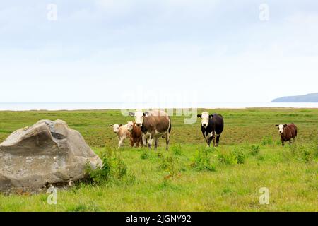 Deux vaches blanches avec des calfes regardant vers la caméra sur les terres agricoles de Wigtown Bay en Écosse Banque D'Images