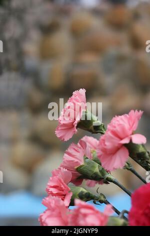 Magnifiques œillets roses en pleine floraison sous le soleil d'été. Banque D'Images