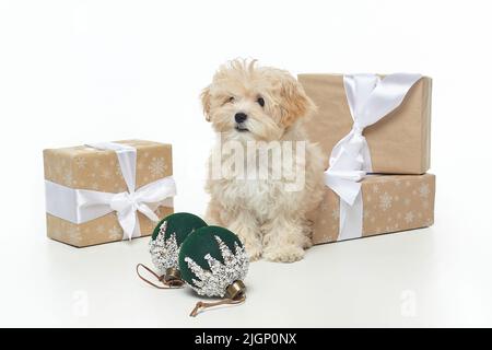 Le jeune chiot brun pose parmi les décorations de Noël et les boîtes-cadeaux. Séance photo en studio avec des décorations de Noël sur fond blanc. Banque D'Images