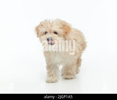 jeune chiot maltipu shaggy dans le studio sur un fond blanc. Banque D'Images