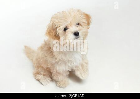 le jeune chiot maltipu se trouve dans le studio sur un fond blanc. Banque D'Images