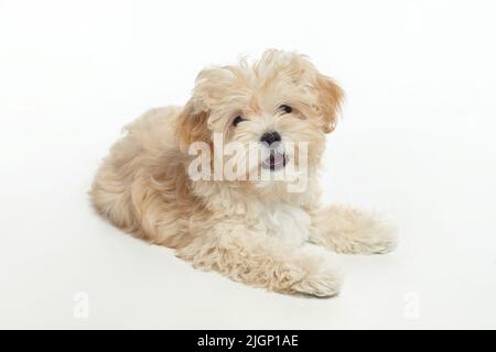 jeune chiot maltipu shaggy dans le studio sur un fond blanc. Banque D'Images