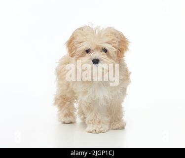 jeune chiot maltipu shaggy dans le studio sur un fond blanc. Banque D'Images