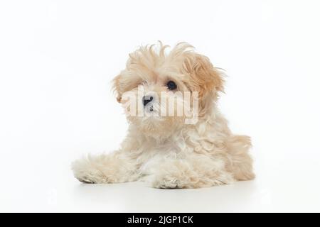 jeune chiot maltipu shaggy dans le studio sur un fond blanc. Banque D'Images