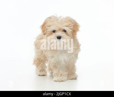 jeune chiot maltipu shaggy dans le studio sur un fond blanc. Banque D'Images