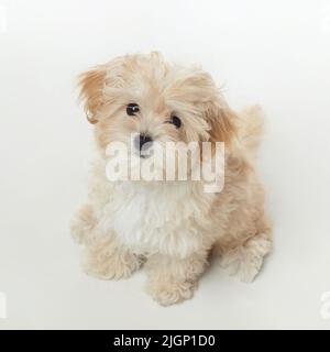 le jeune chiot maltipu se trouve dans le studio sur un fond blanc. Banque D'Images