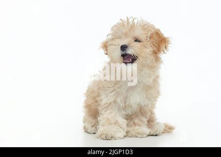le jeune chiot maltipu se trouve dans le studio sur un fond blanc. Banque D'Images