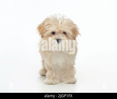 jeune chiot maltipu shaggy dans le studio sur un fond blanc. Banque D'Images
