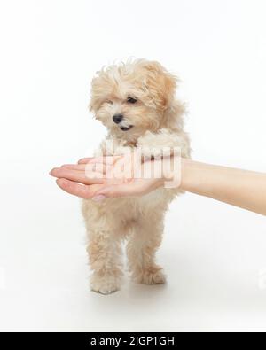 un jeune chiot tirateux se penche sur la main d'une femme. photographiez en studio sur fond blanc. Banque D'Images